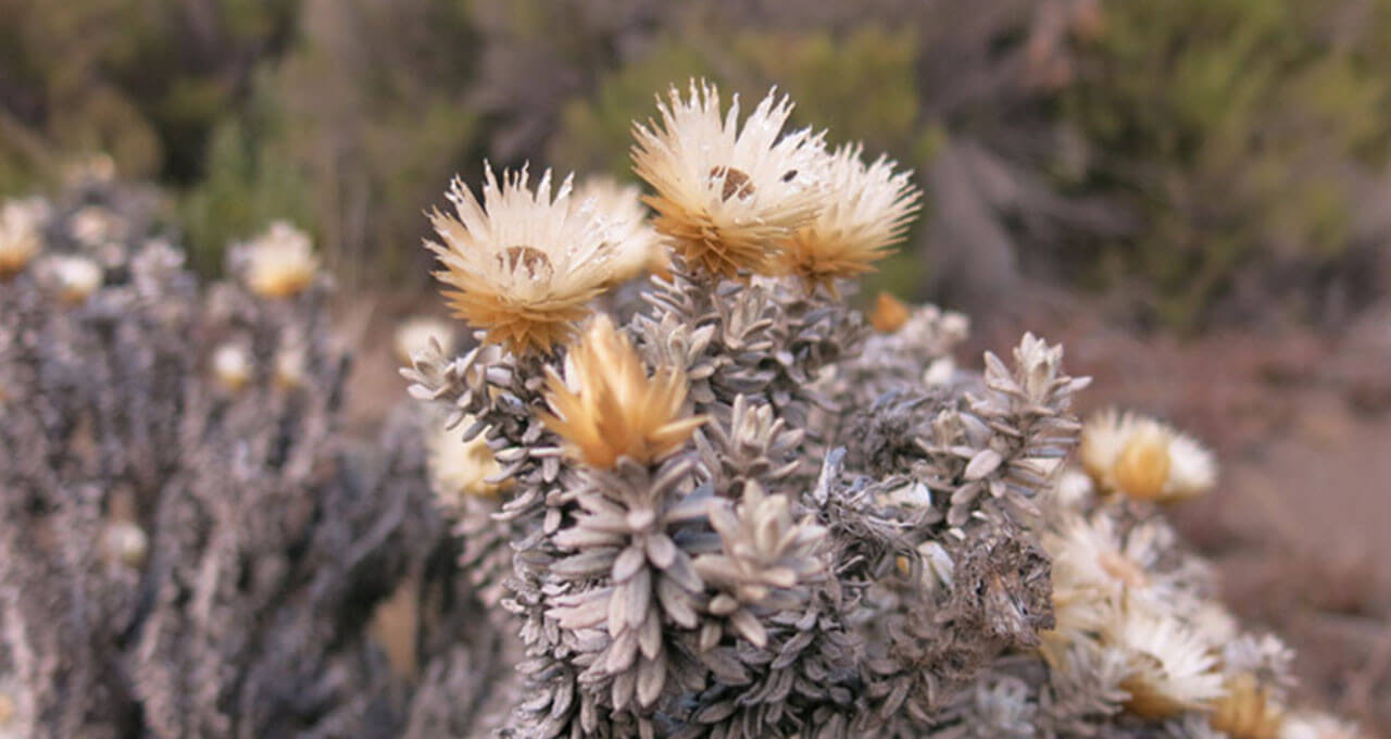 Vegetation