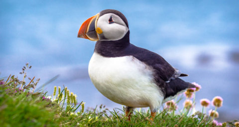 Papageitaucher an den Westfjorden